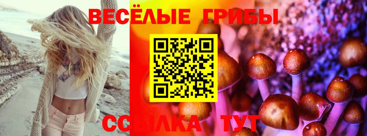Галлюциногенные грибы Psilocybe  Вход с VPN  где купить наркоту  Ачхой-Мартан 